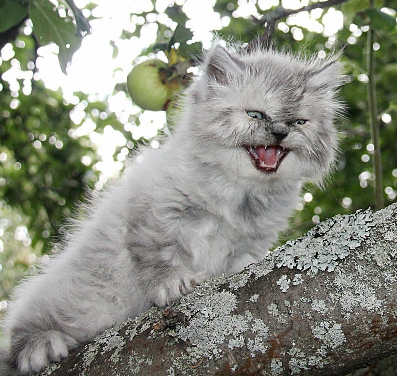 Злой котенок