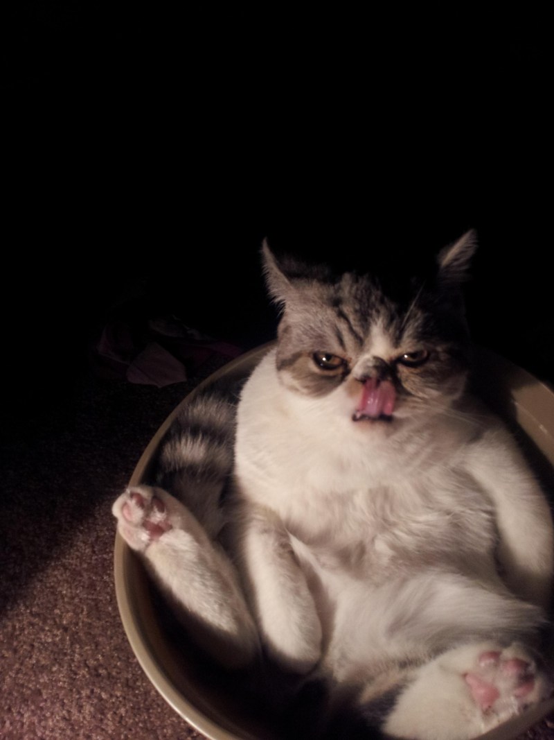 Злой котик Мем
