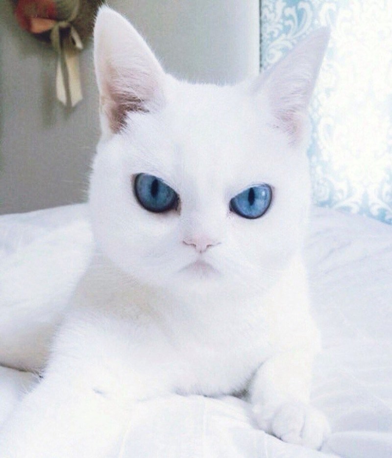 Злой белый котик