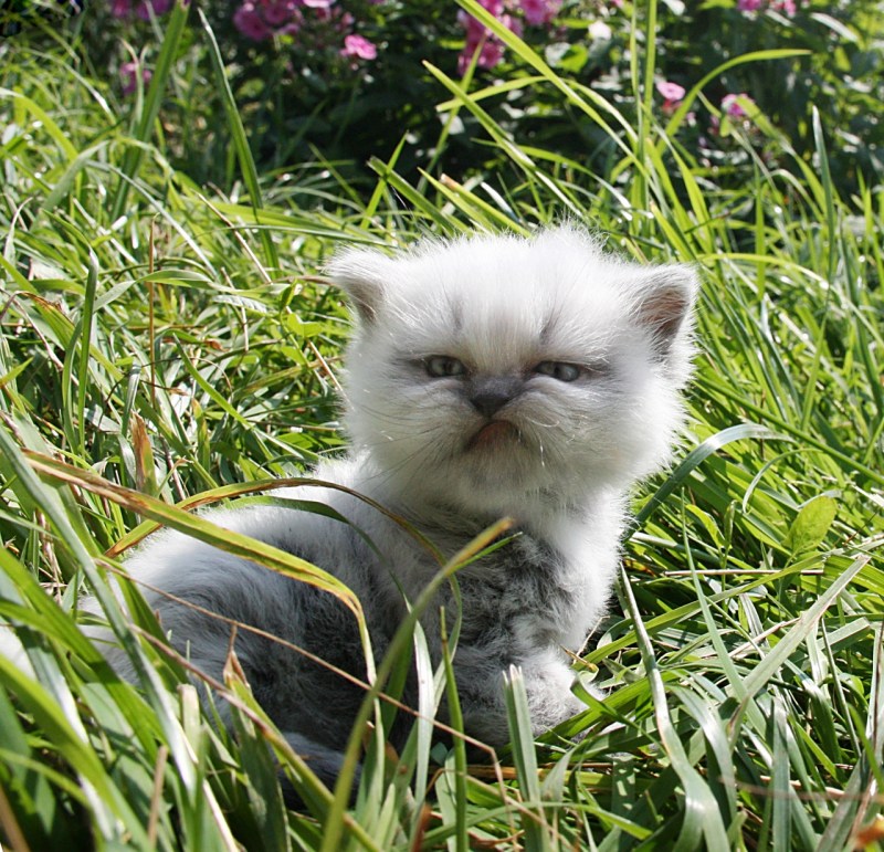 Злые коты мемы
