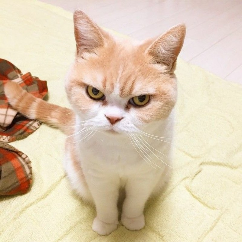 Недовольный кот