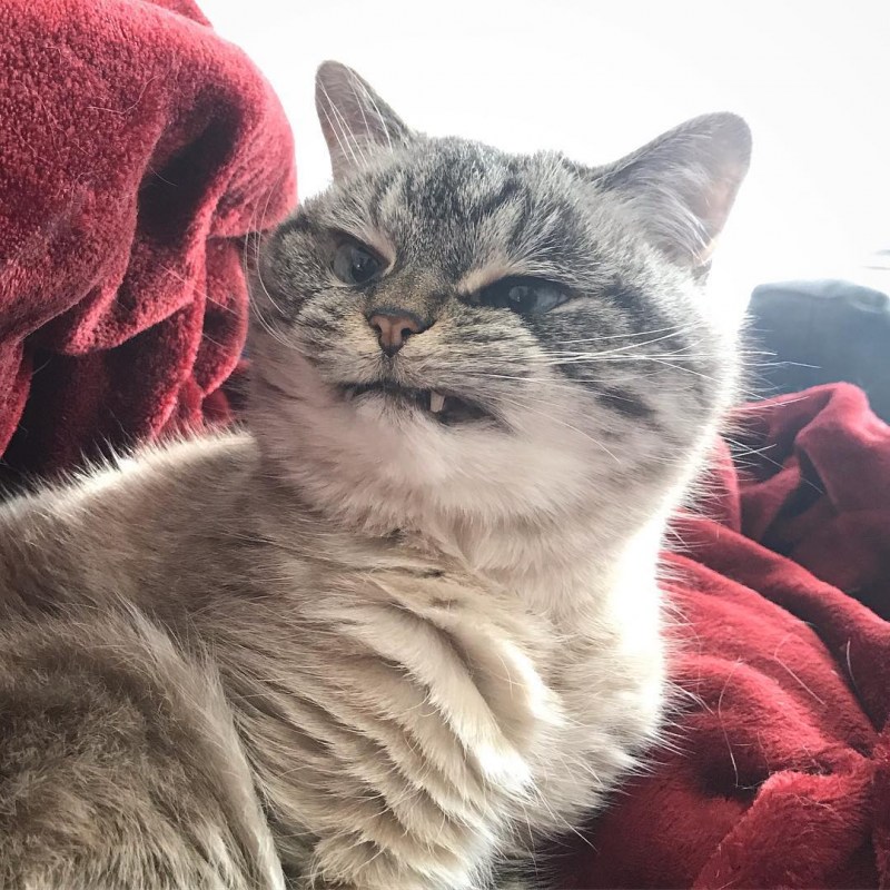 Миленький злой котик