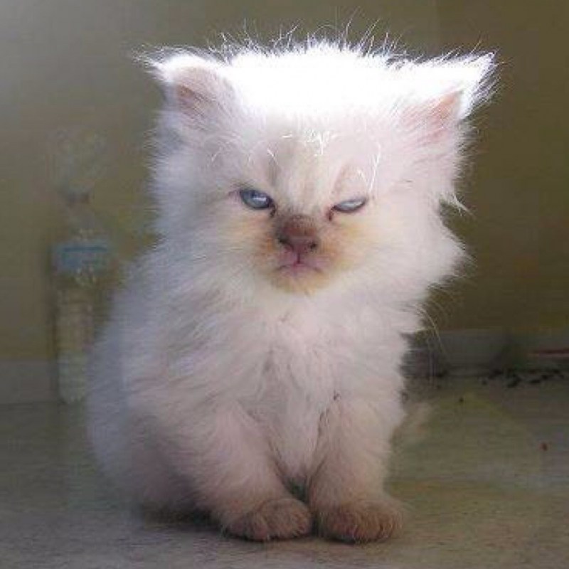 Недовольный котенок