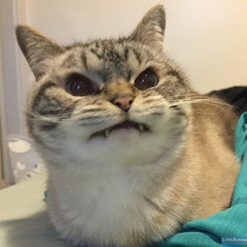 Котенок и Арбуз