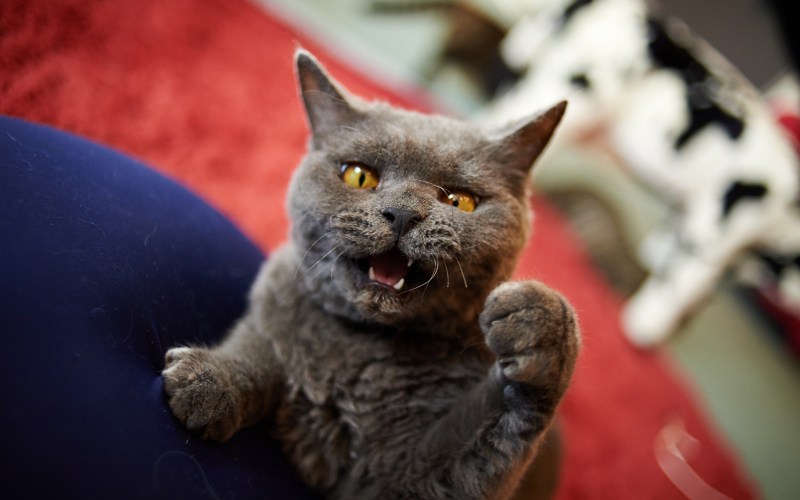 Выбирать себе животных котят