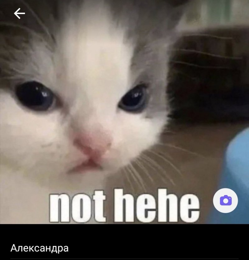 Недовольная морда