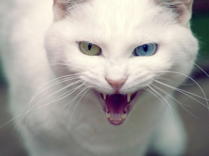 Я буду убивать котенок