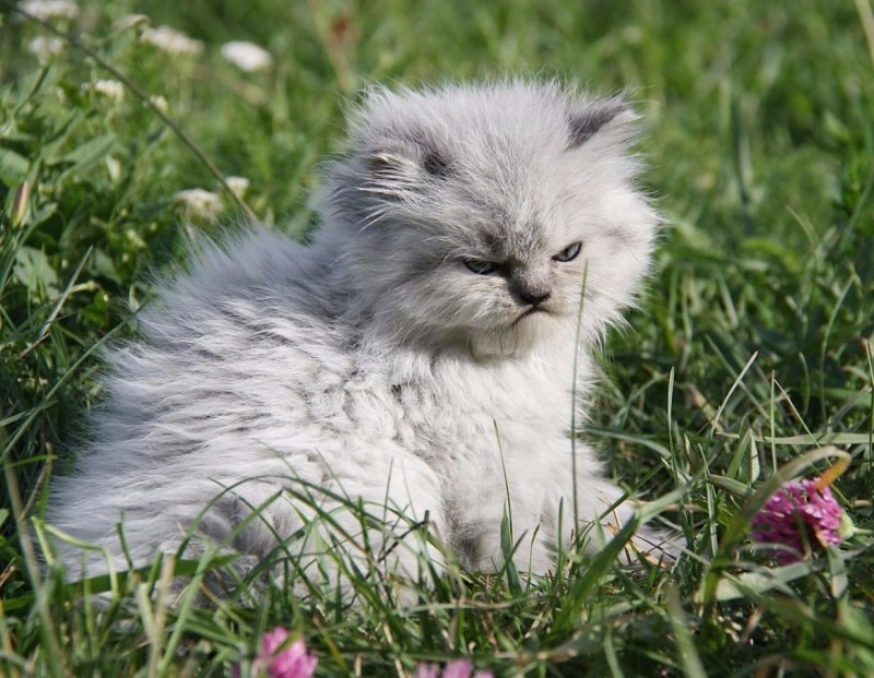 Сердитый кот Коюки