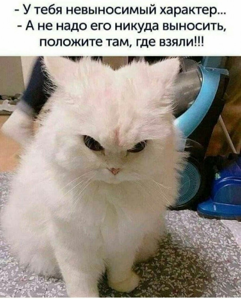 Злой черный котенок
