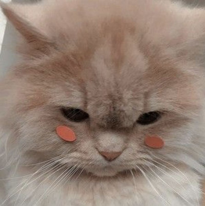 Кот бесится Мем