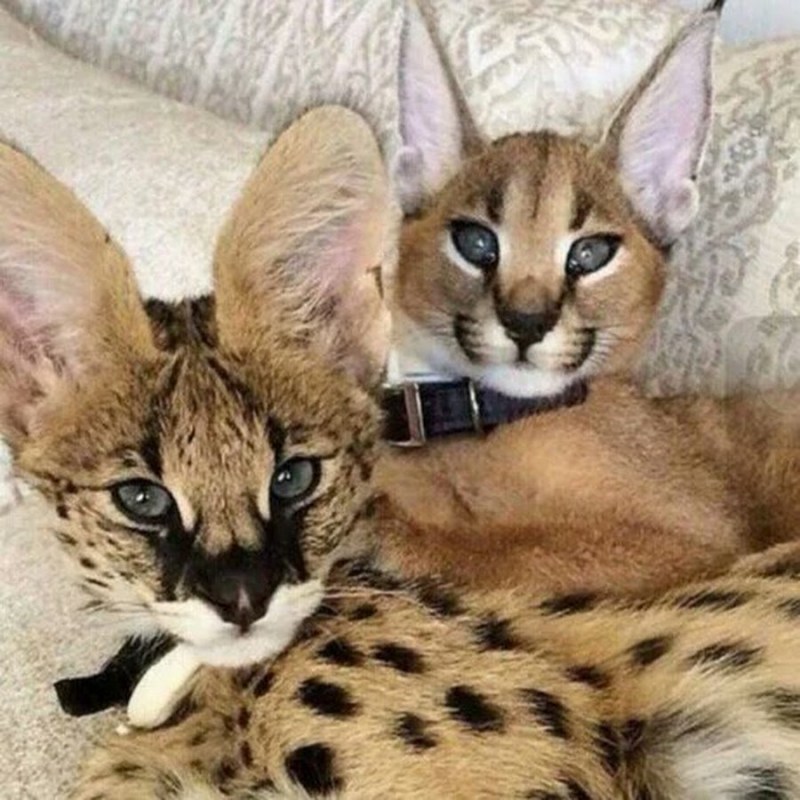 Кошка Саванна и сервал