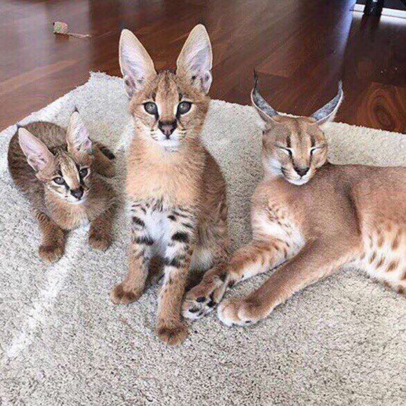 Каракет Саванна