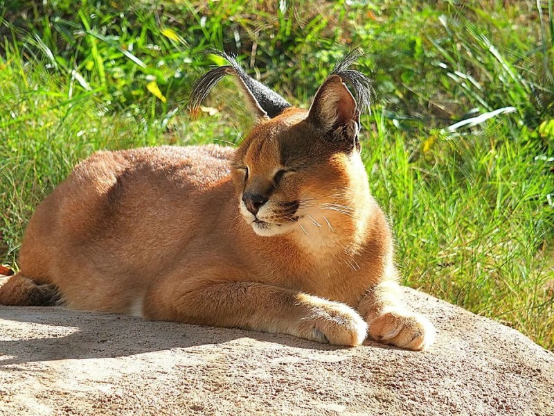 Каракал Саванна кошки