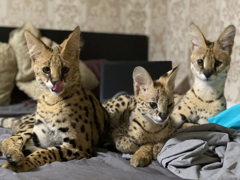 Каракал кошка