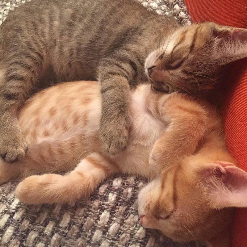 Кот целует