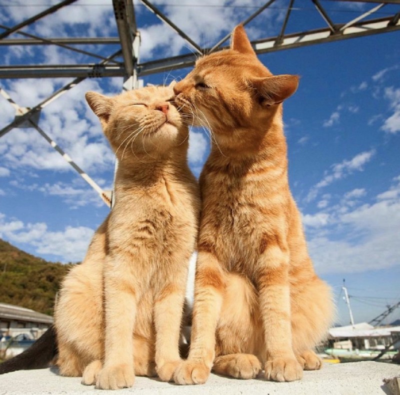 Кот и кошка любовь