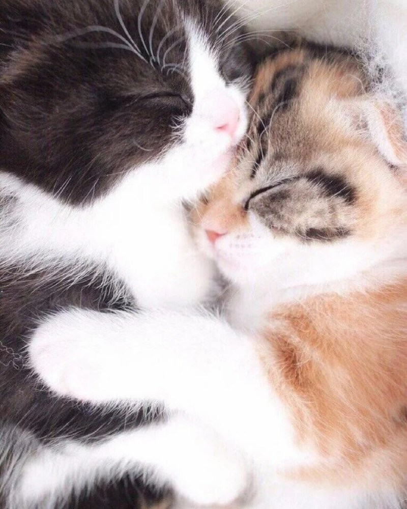 Кошки обнимаются