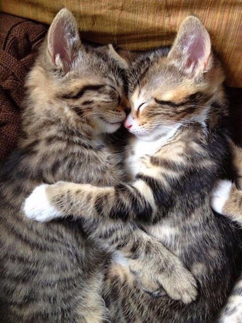 Обнимашки котят