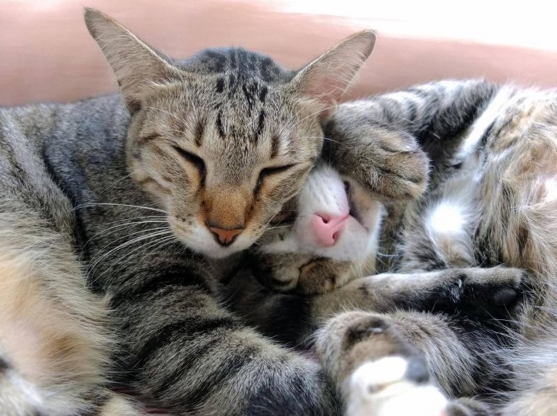 Коты спят в обнимку
