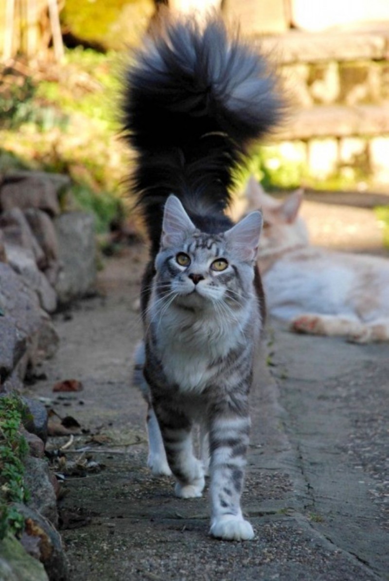 Коты с пушистыми хвостами