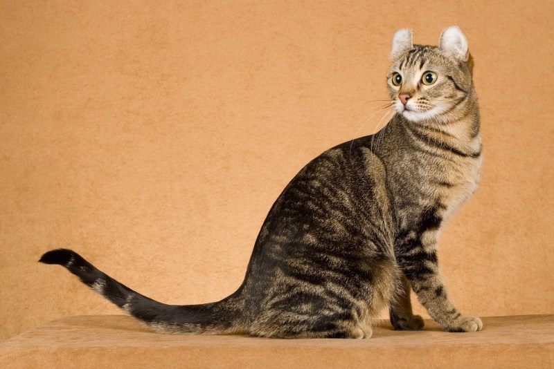 Коты с пушистыми хвостами
