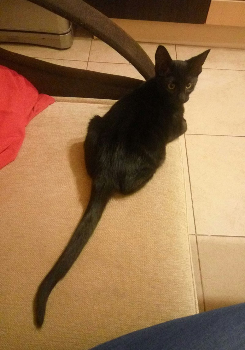 Длинный кошачий хвост
