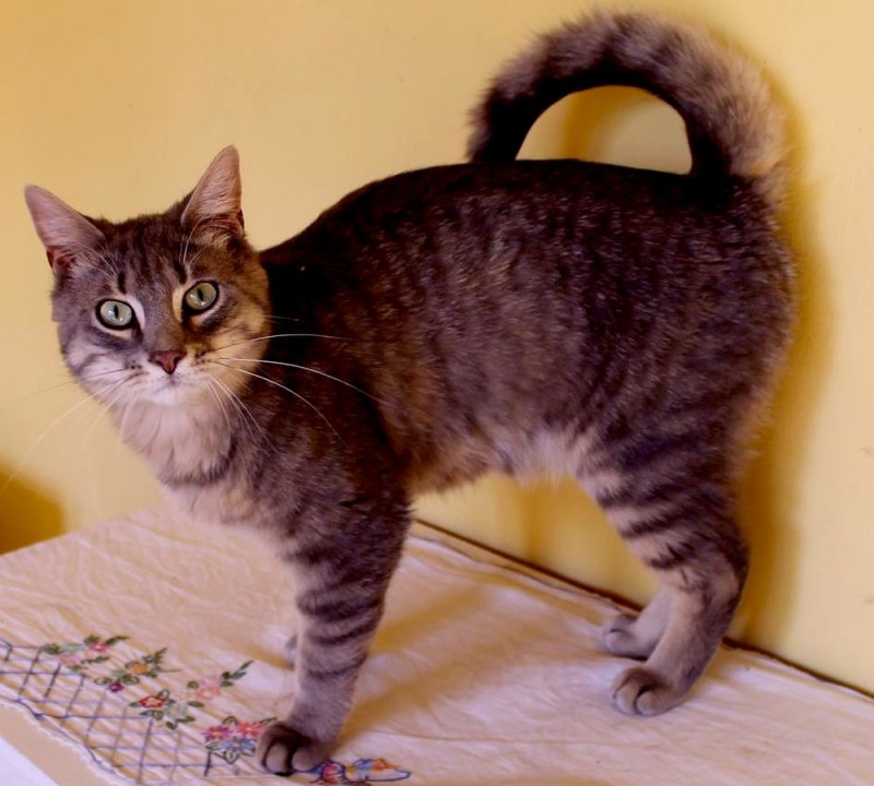 Длинные коты