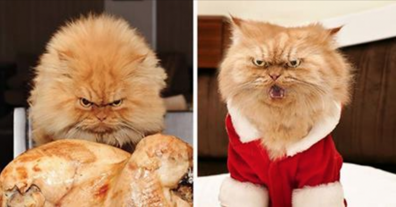 Персидский кот Гарфи Garfi