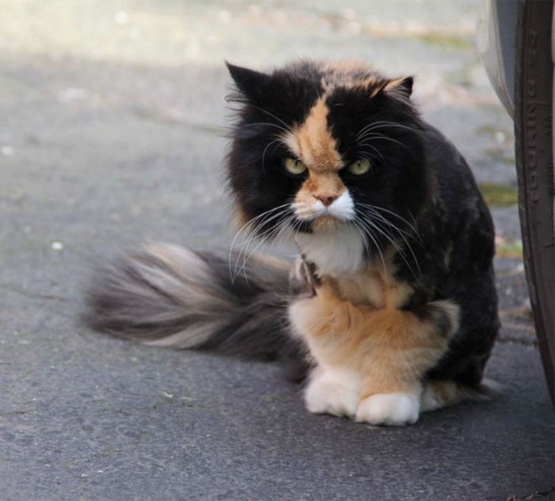 Дерзкие коты