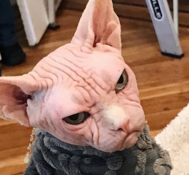 Сфинкс в реальной жизни