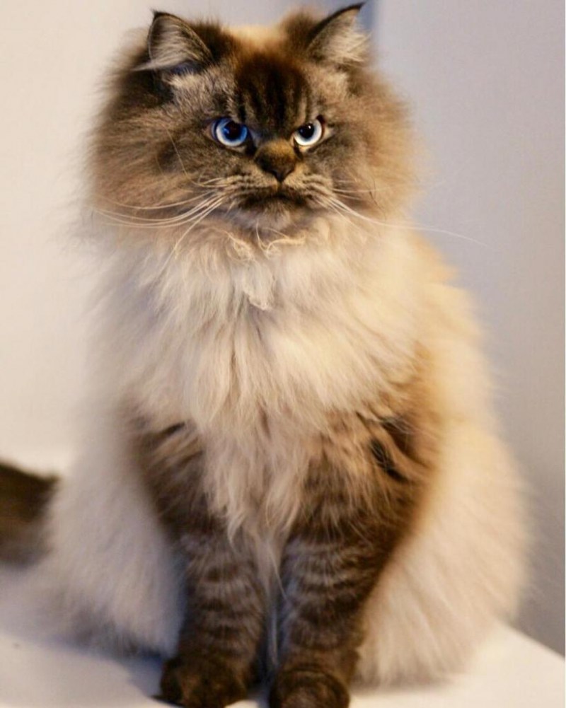 Кот Мерлин Рэгдолл