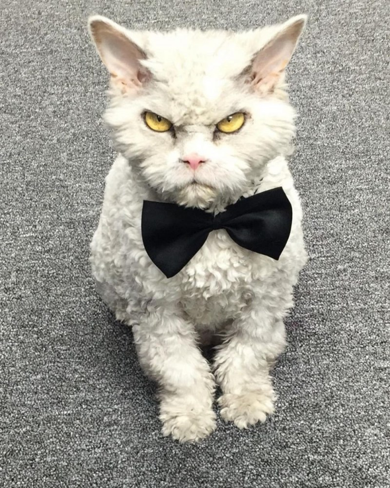 Кот Альберт