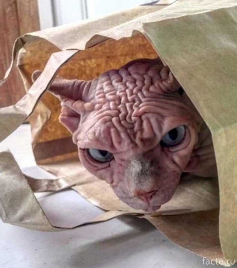 Коты гоблины