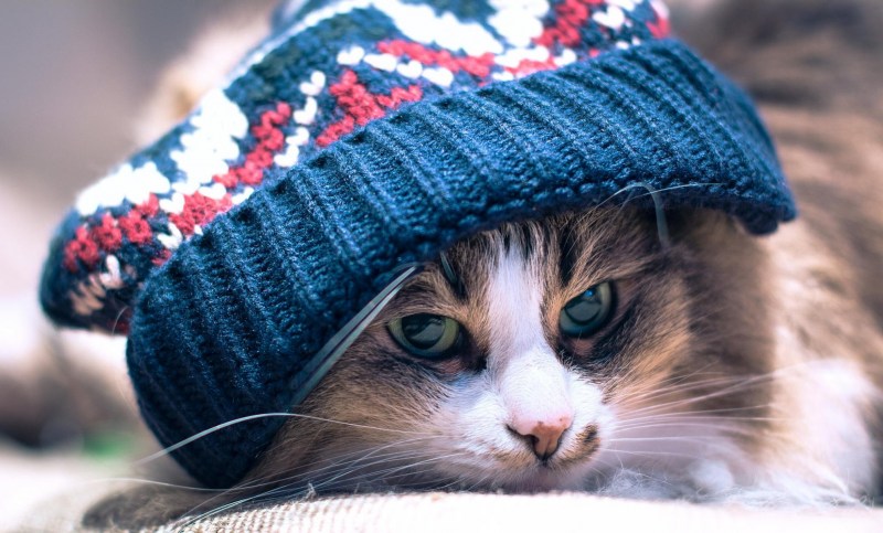 Шапочки для котов
