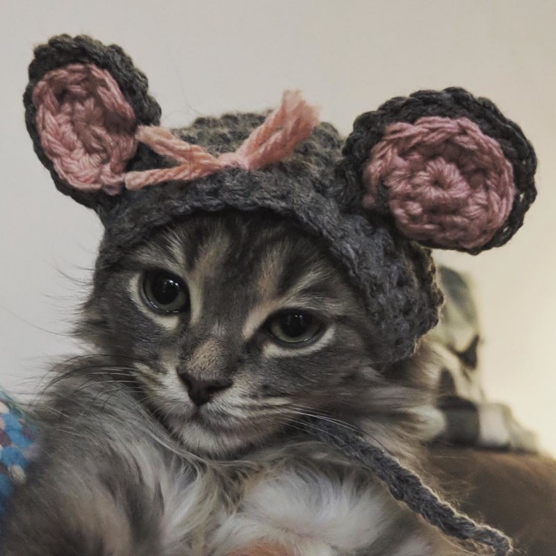 Шапочки для котиков