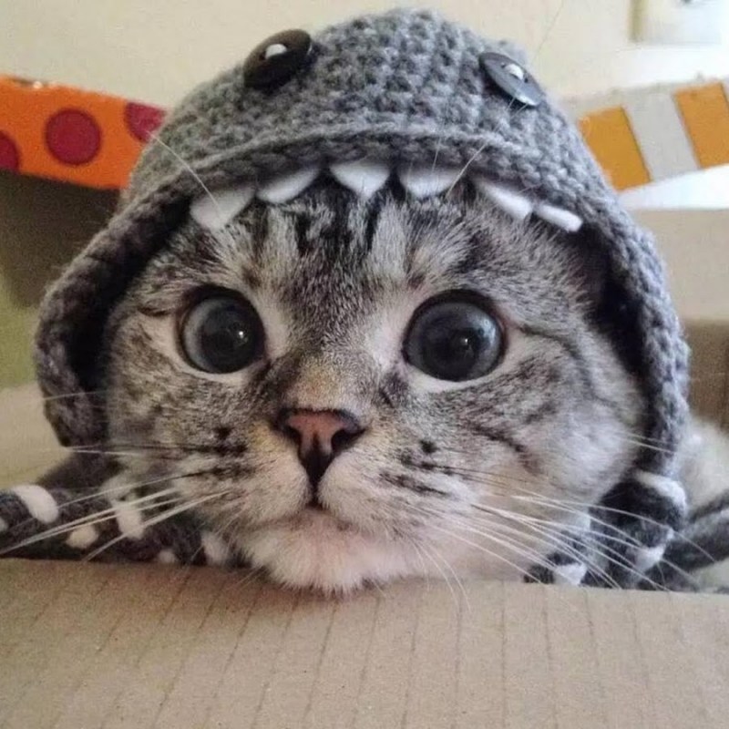 Шапочки для котиков