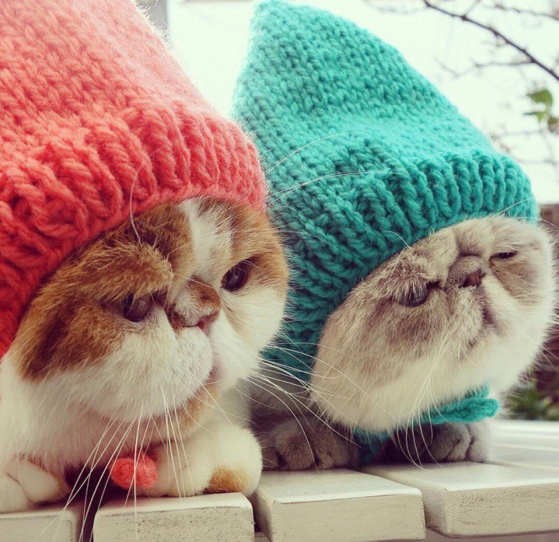 Котенок в розовой шапочке