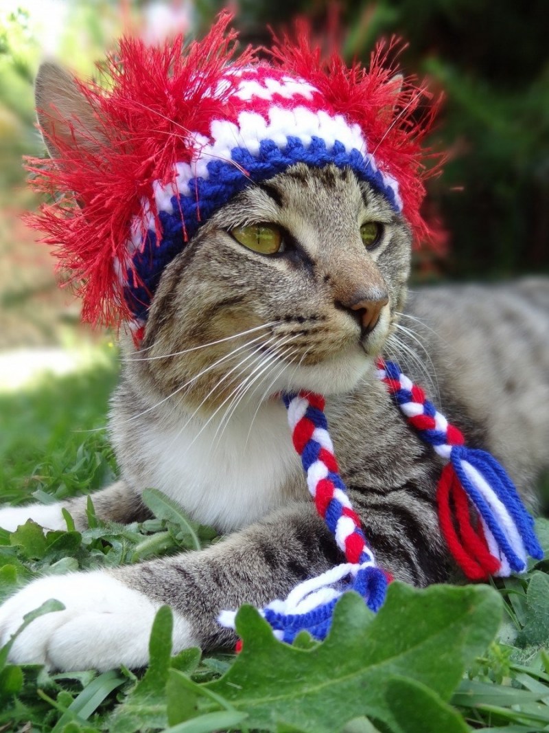 Шапочка котика