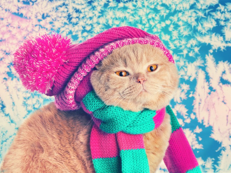 Котенок в шапочке
