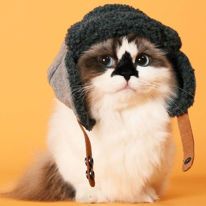 Коты в шапочках