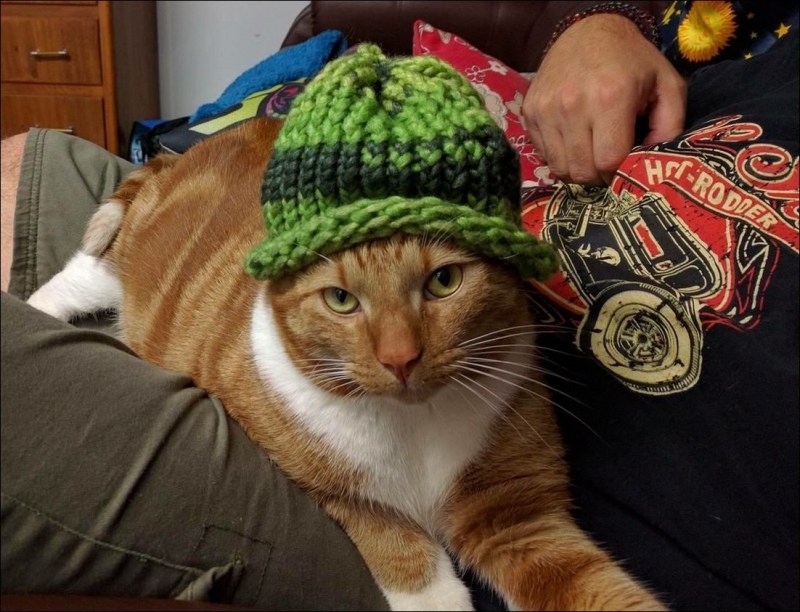 Рыжий кот в шапке