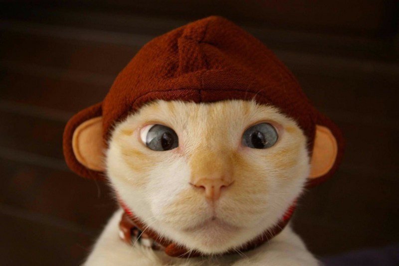 Шапочка котика