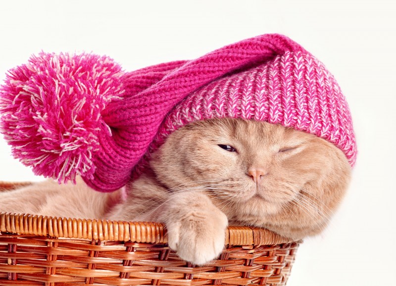 Шапочка котика