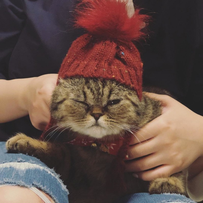 Кот в шапке