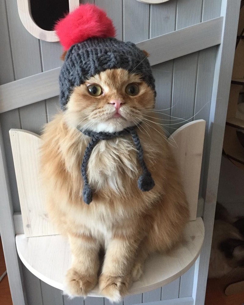 Котенок в шапочке