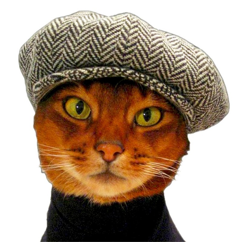 Милый котик в шапке