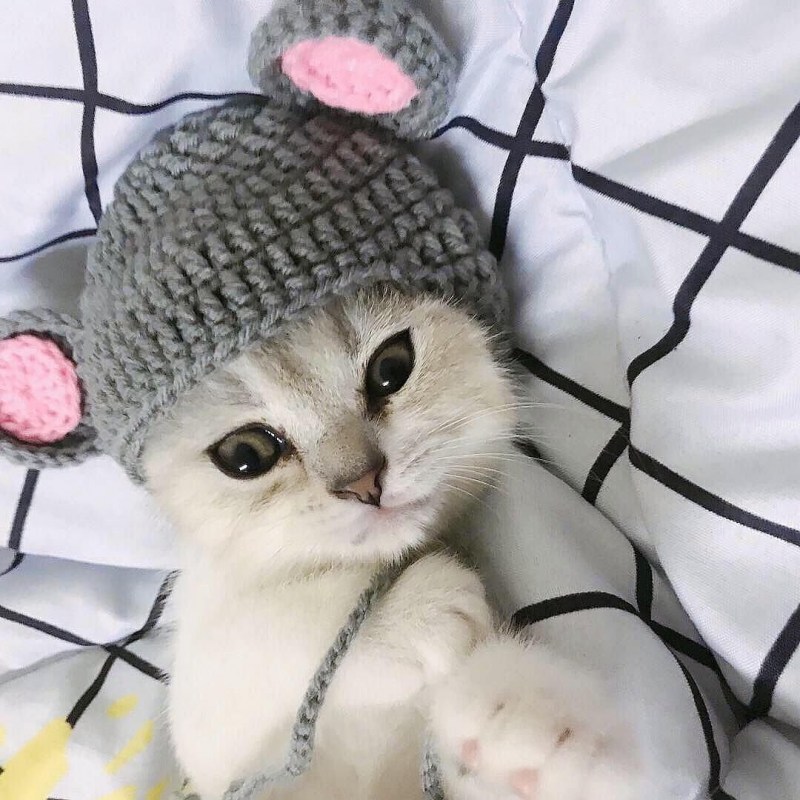 Кот в шапке