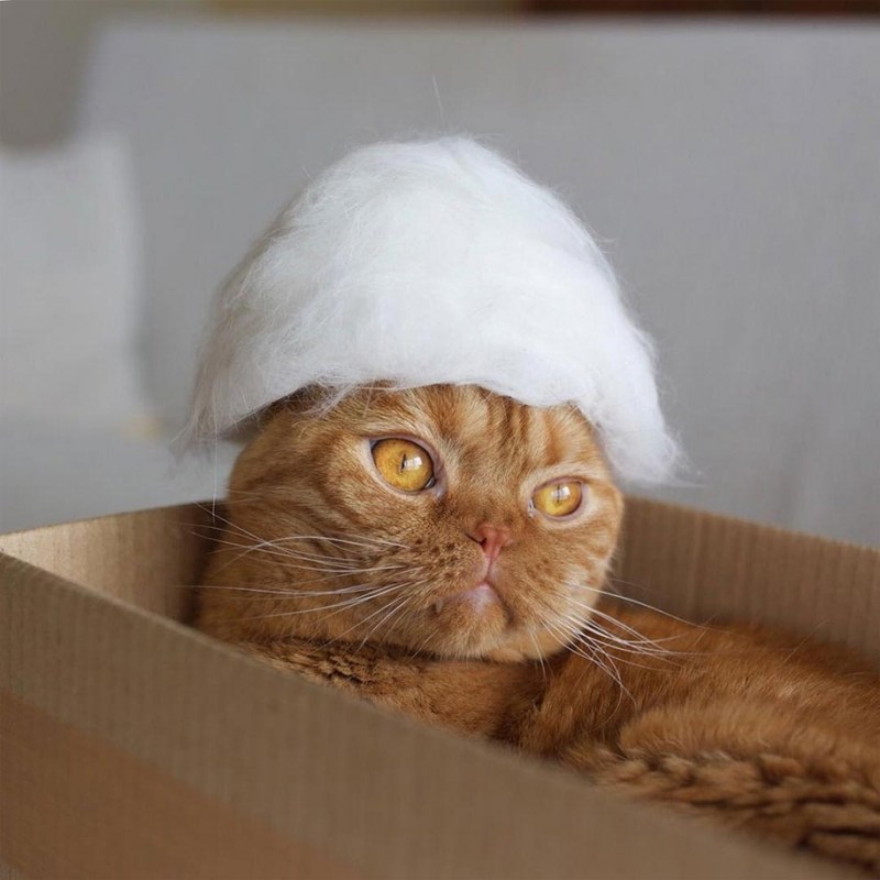 Шапочка для кота цветочек