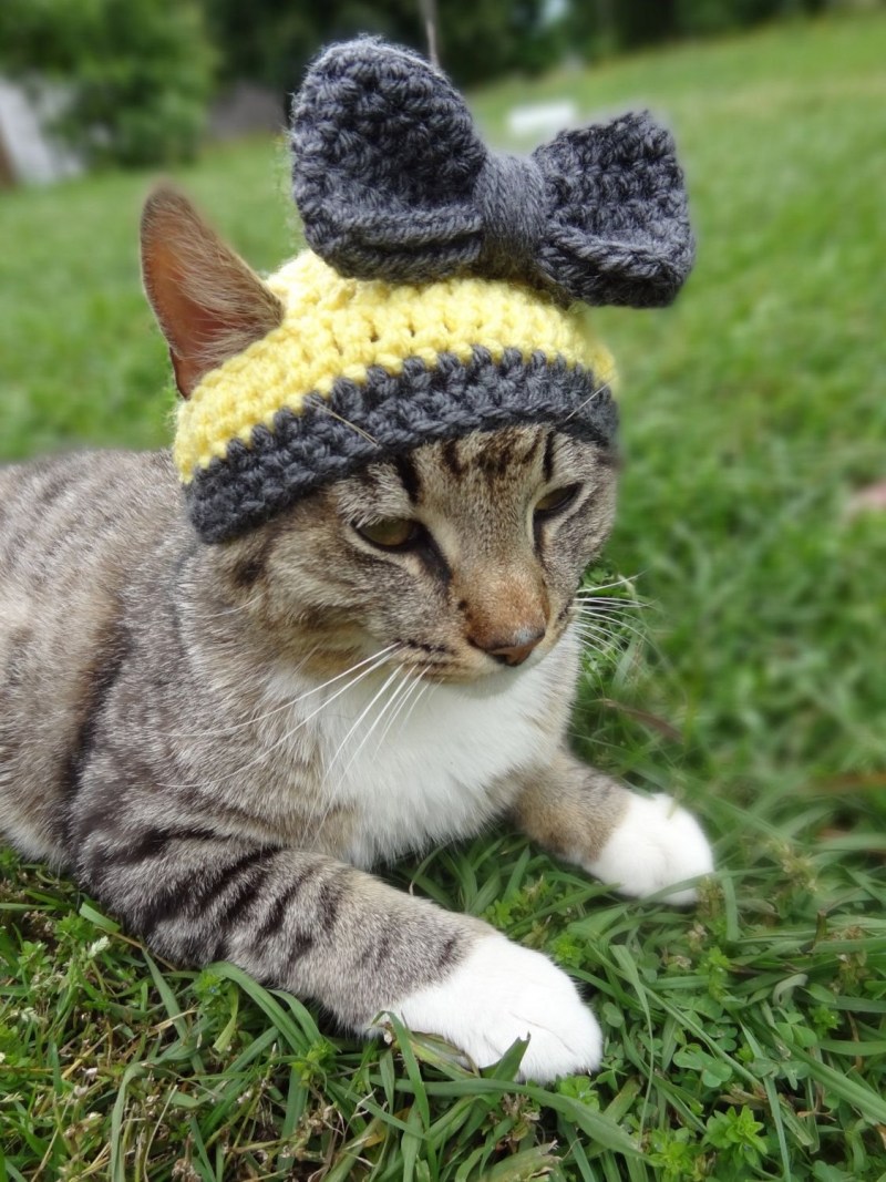 Кот в шапке