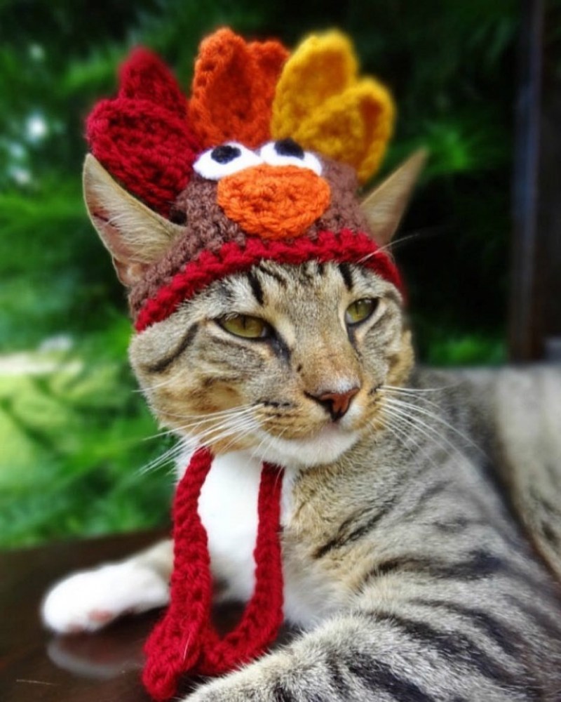 Шапочка котика